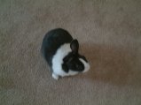 img000.jpeg.small.jpeg